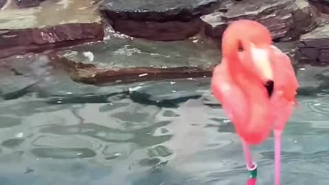 flamingos