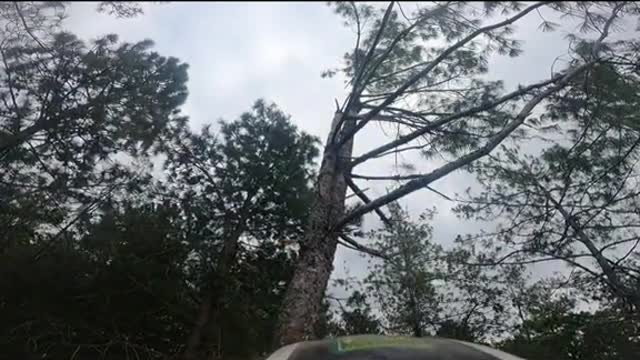 Removing a hang up #stormdamage #treework #hazardtree #fyp #foryoupage