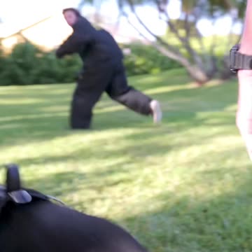 Just a Love Bite From a 125-Lb Cane Corso