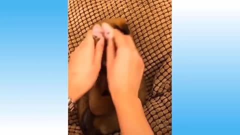 Top Funny Cat Videos of The Weekly 2021
