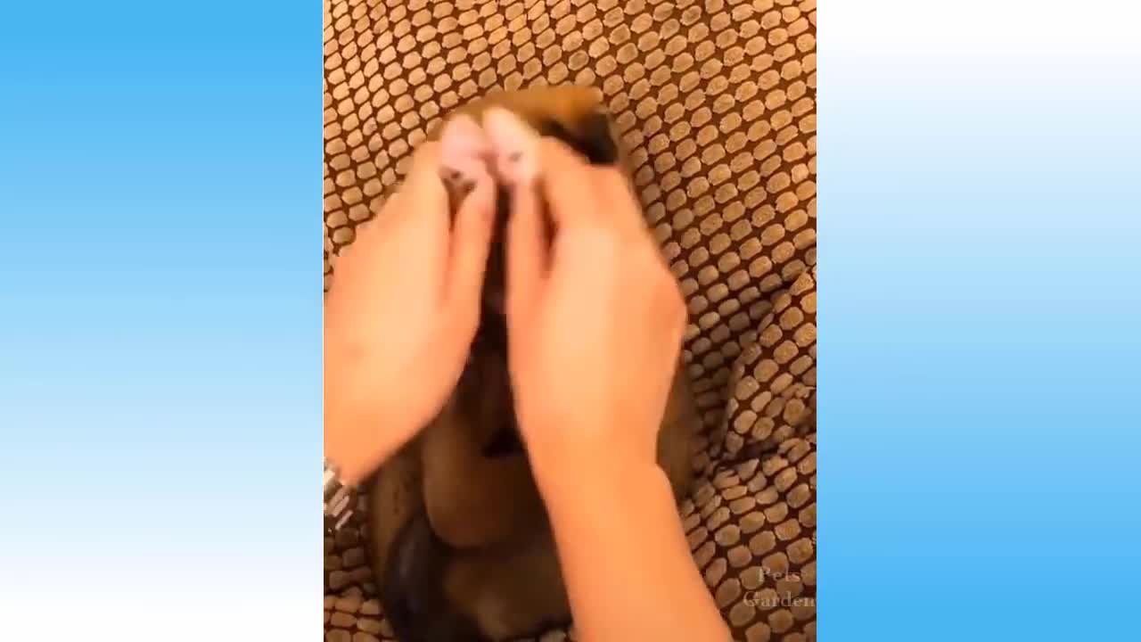 Top Funny Cat Videos of The Weekly 2021