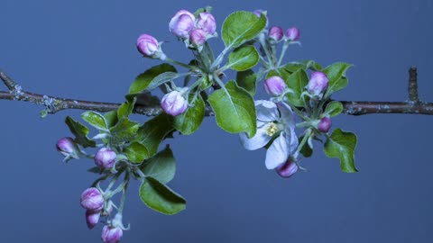 Blossom flowers