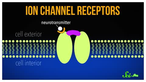 Optogenetics: Using Light to Control Your Brain