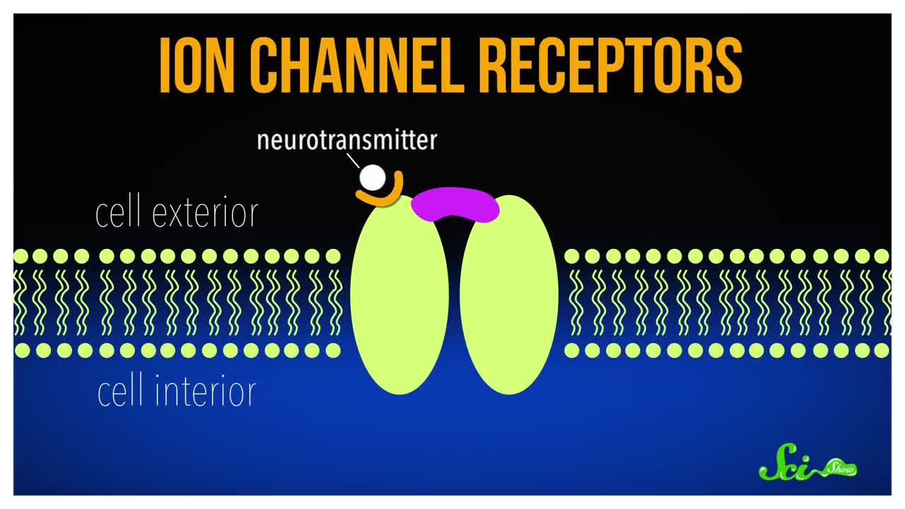 Optogenetics: Using Light to Control Your Brain