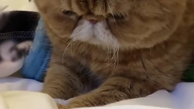Garfield finds something interesting
