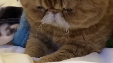 Garfield finds something interesting