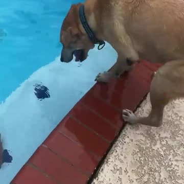 Dog or Mermaid? | The Dodo || cute dog 🐶