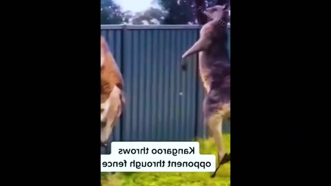 New Funny Animals 2023 Funniest 🤣🤣🤣Part 2