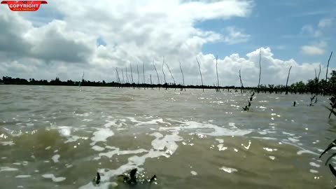 Beautiful boat near riverbankll Nouka ll Sundarban River No Copyright Video