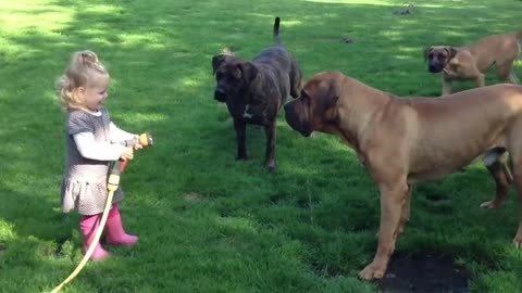 Girl playing with dog with water dogs videos