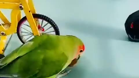 Cute parrot cycling