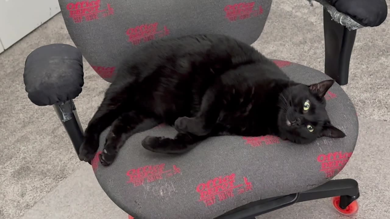 Adopting a Cat from a Shelter Vlog - Cute Precious Piper is Perfect at Being an Office Manager