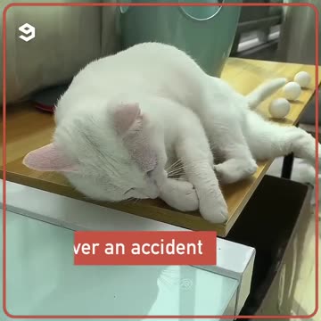 Glue object on the desk to stop cat from pulling off them- Funny cute cats