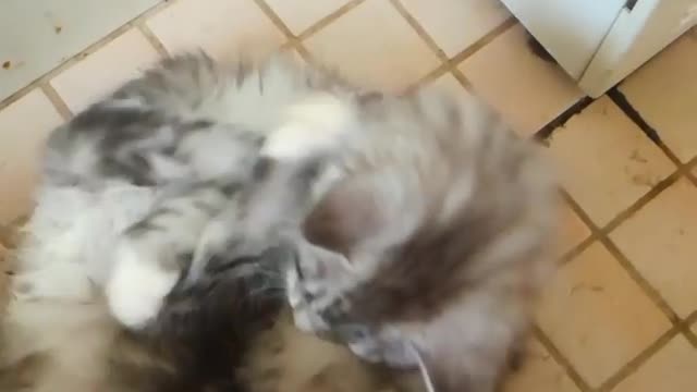 kittens huddled togheter