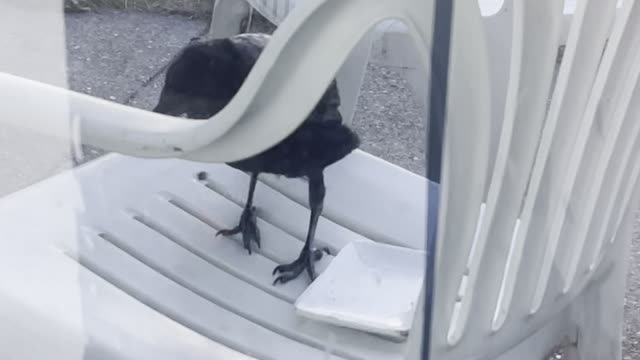 Magpies & crows gathering down my window