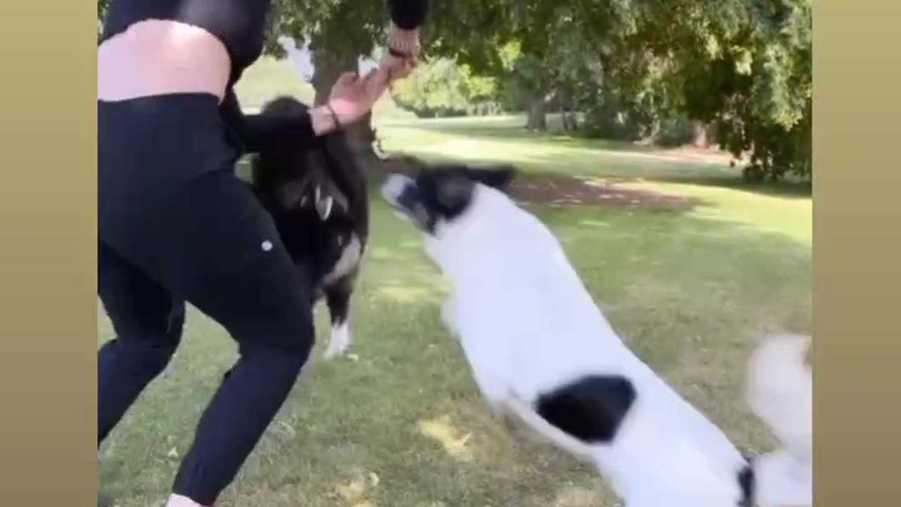 Dogs Jumping Practice