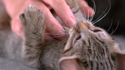 Baby kitten stomach rubbed in slow motion