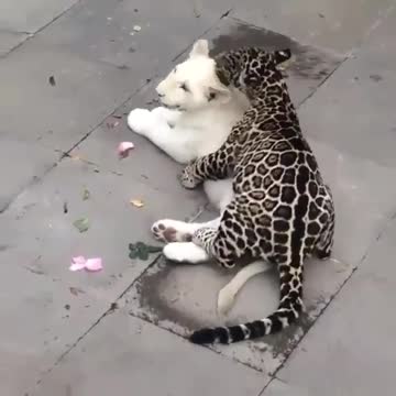 Lovely moments - leopard and white lioness