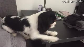 Cavalier Can't Get Comfy
