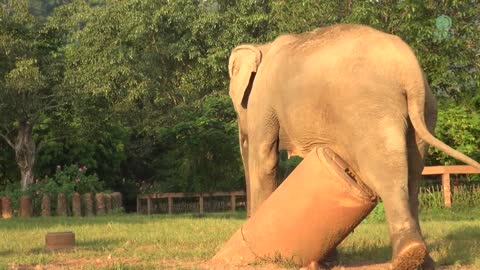 Scratching Is The Most Favorite For Elephant - ElephantNews