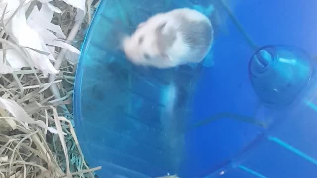 Hamster runs fast for it's owner