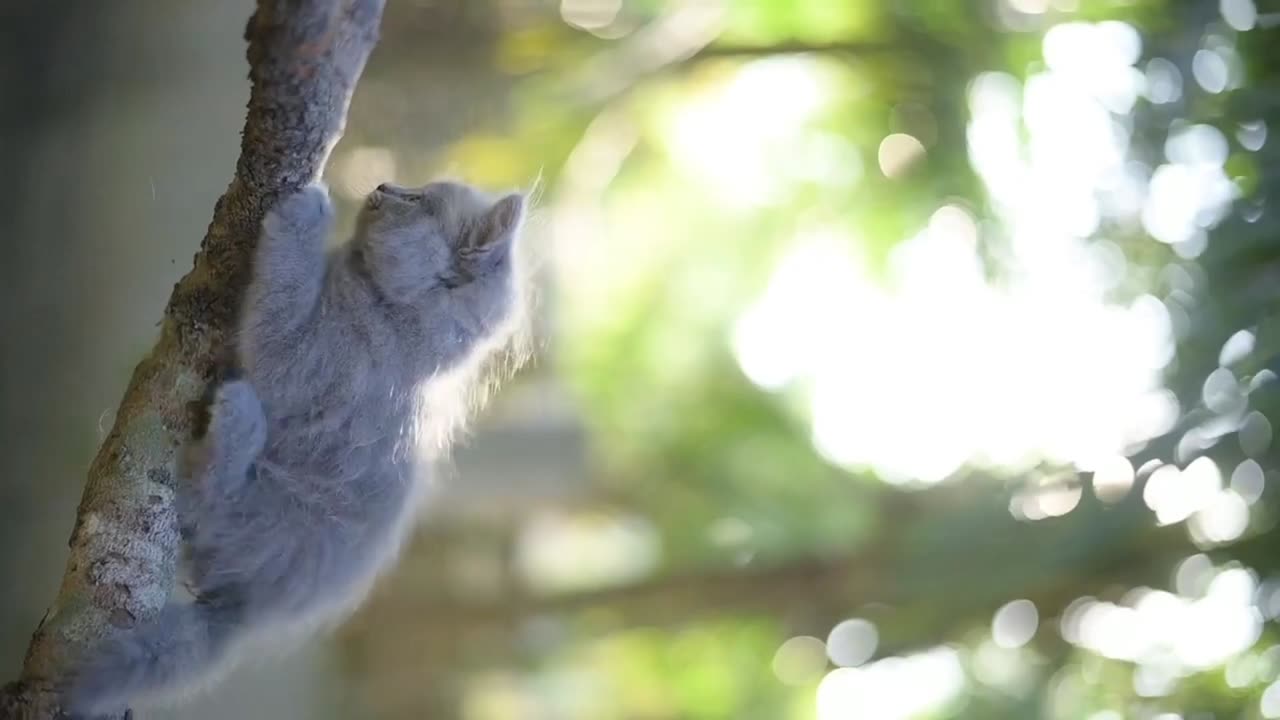 Cat wants humans help