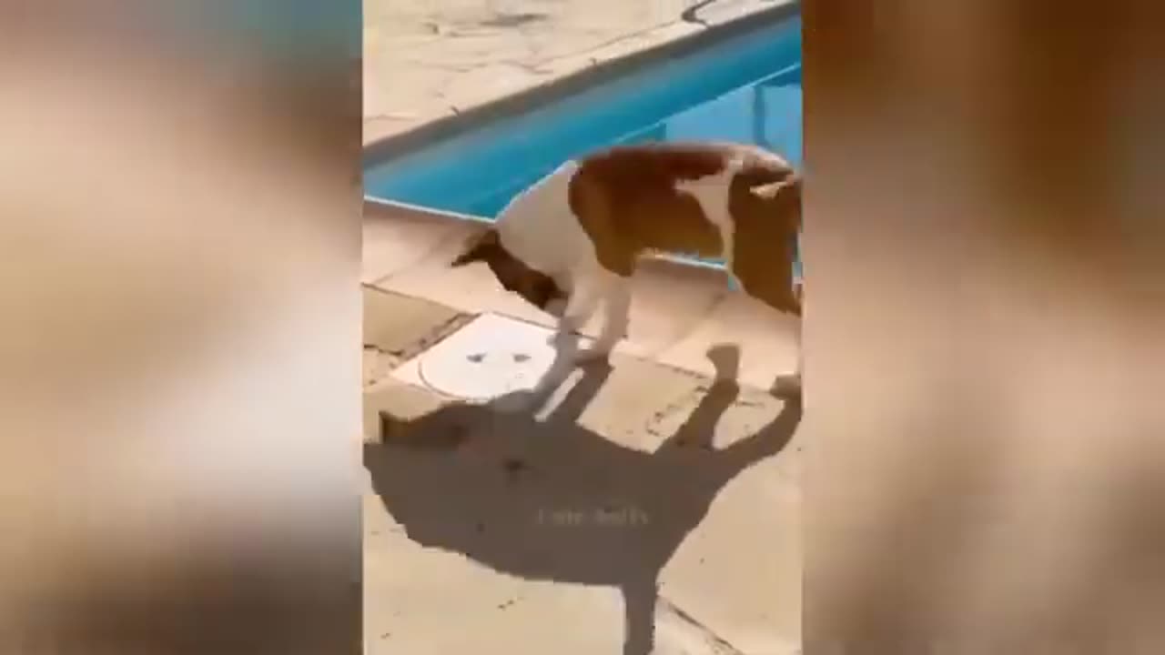 Funny Animal Videos in the World