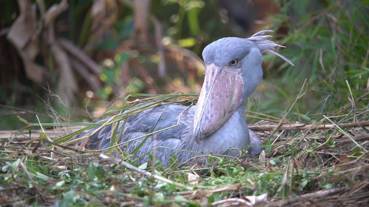 A Shoebill Stork Sitting on Her Nest.