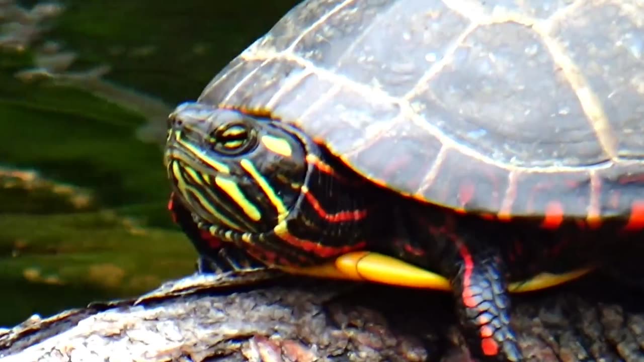 Painted Turtle