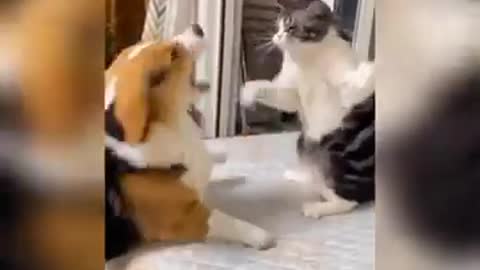 Funny cats videos try not to laugh