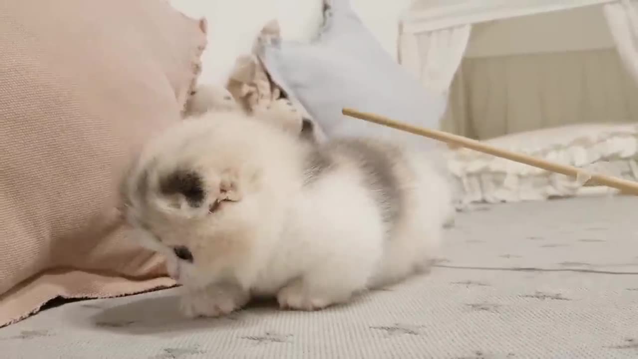 Cute short leg kitten