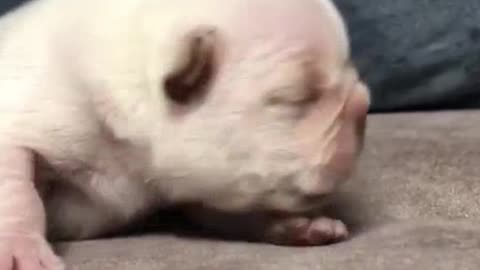 Small milk dog