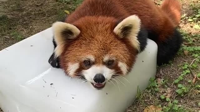 red pandas