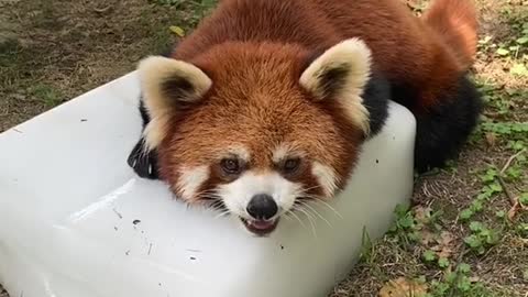 red pandas