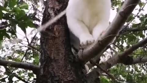 FUNNY CAT