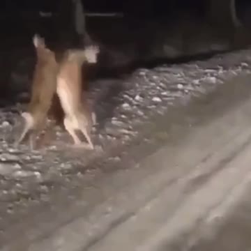 ❗️Зайцы что-то не поделили и устроили драку прямо на дороге где-то под Архангельском.