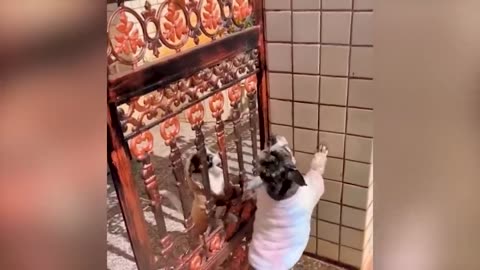 Funny and comedy animal 3