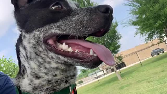 After 178daysEsteban has finally been adopted