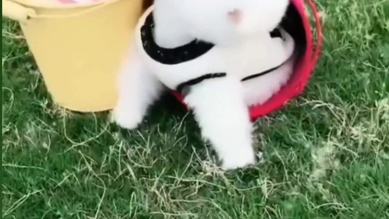 So quiet Dog 🐕🤩 are so Funny