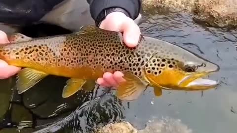 browns, browns and more browns!