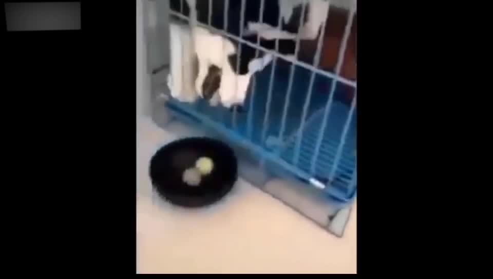 Pets fight wits and courage with their owners