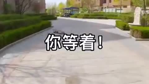 Skatedog 13