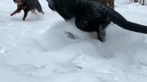 Panther vs Rottweiler