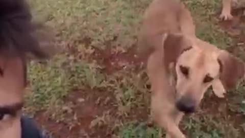 very funny cat and dogs compilation/😂😂😂😂😂😂