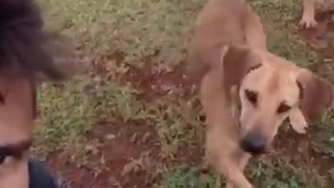 very funny cat and dogs compilation/😂😂😂😂😂😂