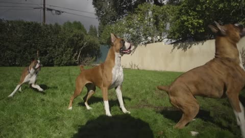 ALL ABOUT LIVING WITH BOXER DOGS