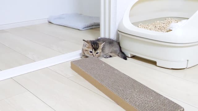 A cute kitten playing with the wrong way to sharpen its claws