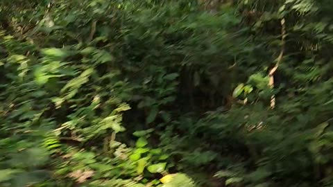 Wild life