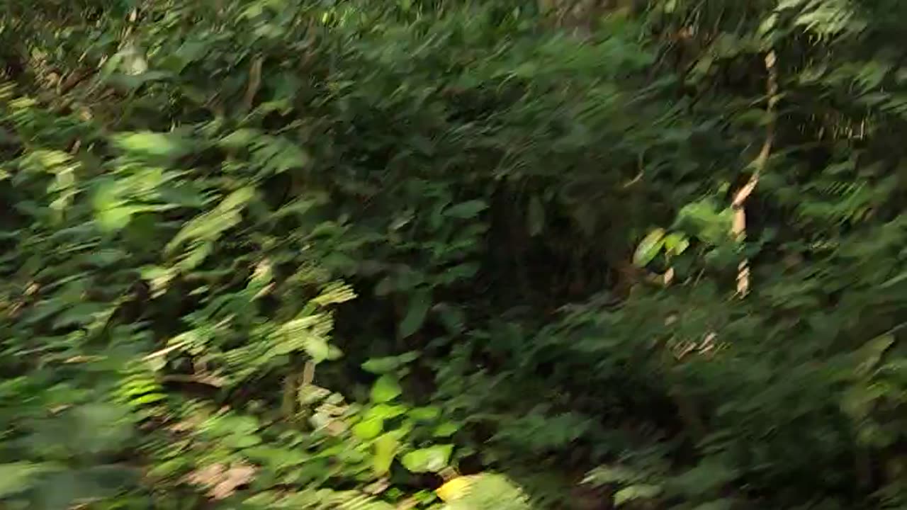Wild life