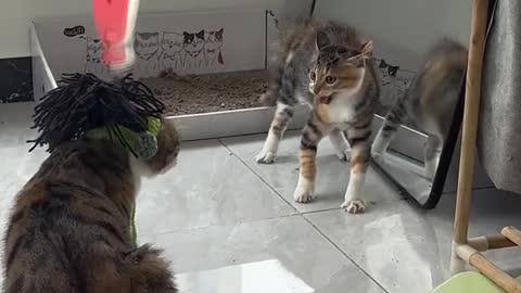 #funnycat #catoftiktok #funny